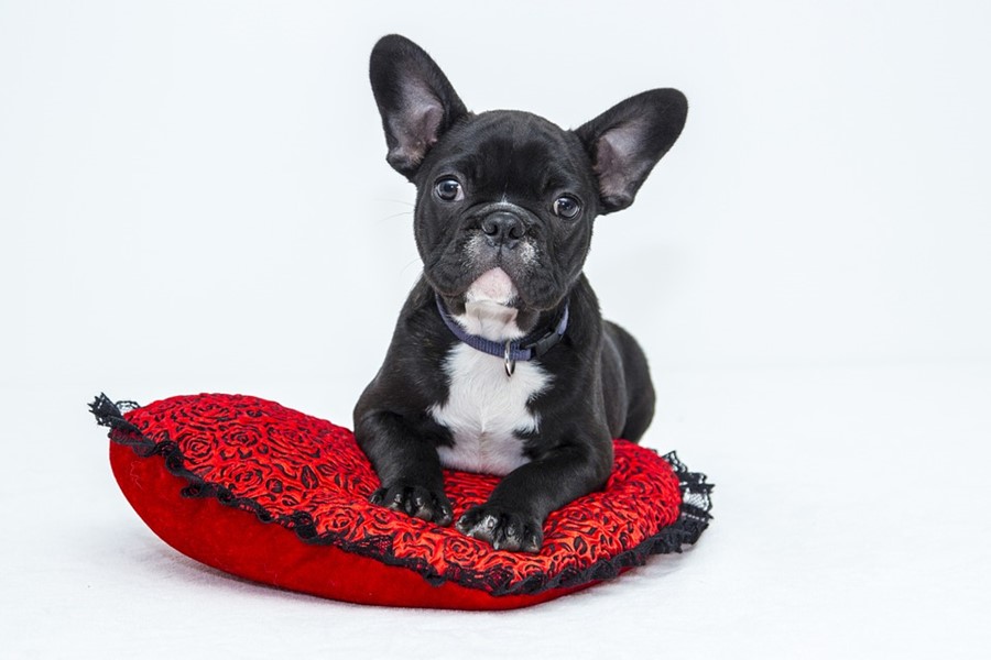 5 productos y accesorios de mascotas que puedes vender en el mercado de segunda mano