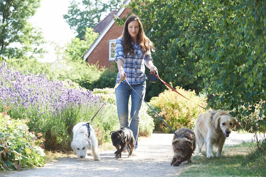 Paseadores de perros, una profesión con mucha demanda