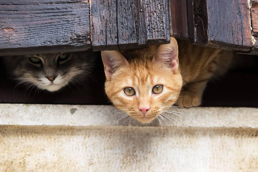 Cómo elegir el gato adecuado para vivir en nuestra casa