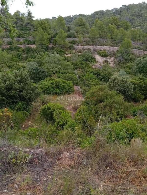 Venta  - Corbera dEbre, Tarragona