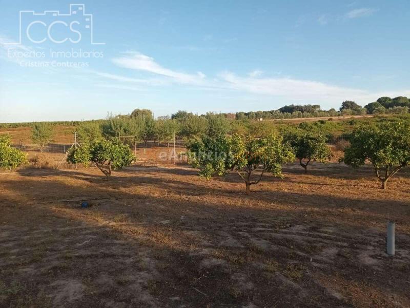Venta de Finca en PROPIEDAD de 3.117 m2 de Terreno con 2 contenedores en Bollullos Par del Condado(Huelva)