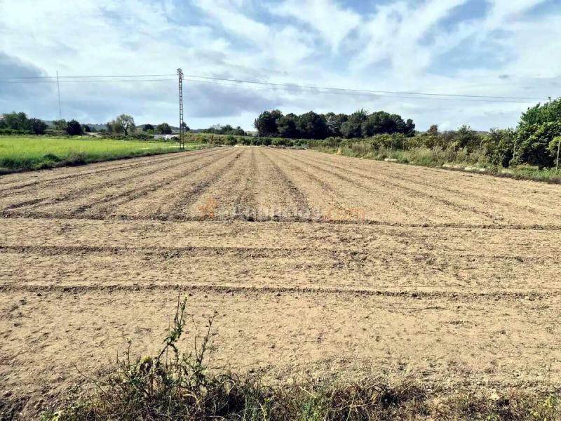 Parcela rústica con agua de riego en Guardamar del Segura