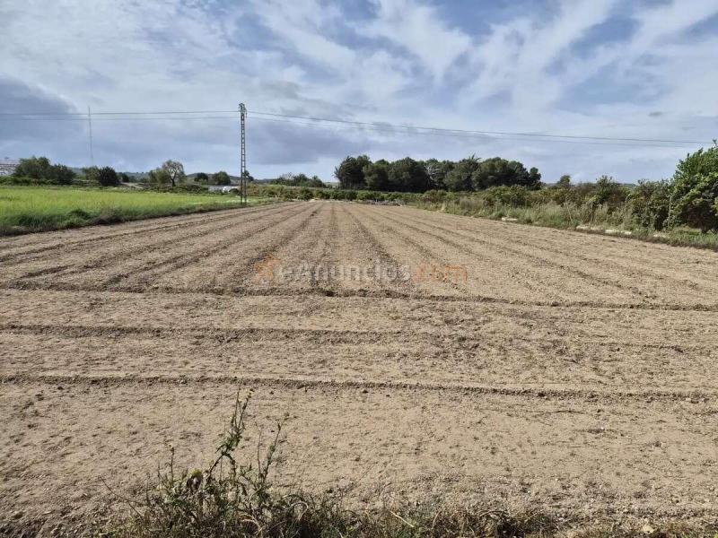 Parcela rústica con agua de riego en Guardamar del Segura